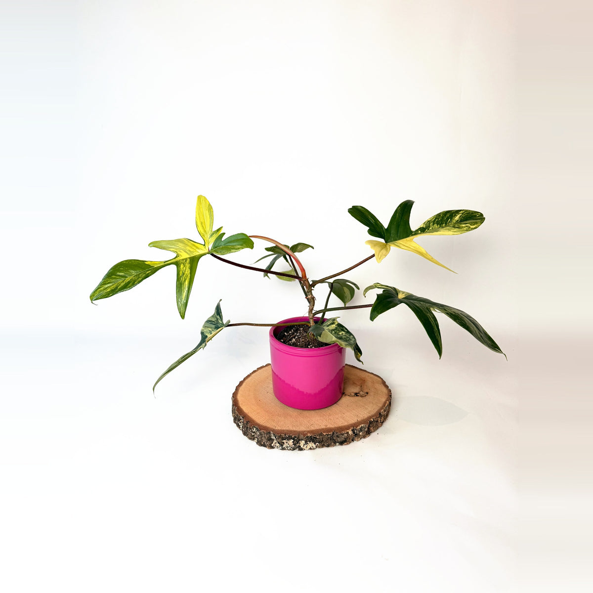 Philodendron ‘Florida Beauty’