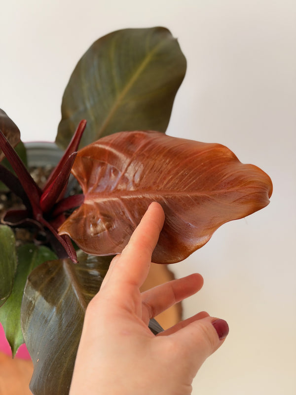 Philodendron ‘Red Cherry’