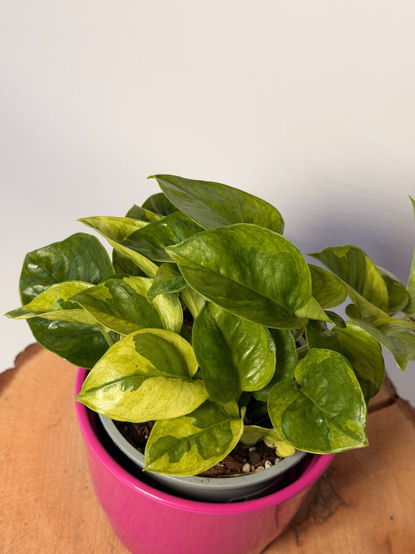 Epipremnum pinnatum ‘Lemon Joy’