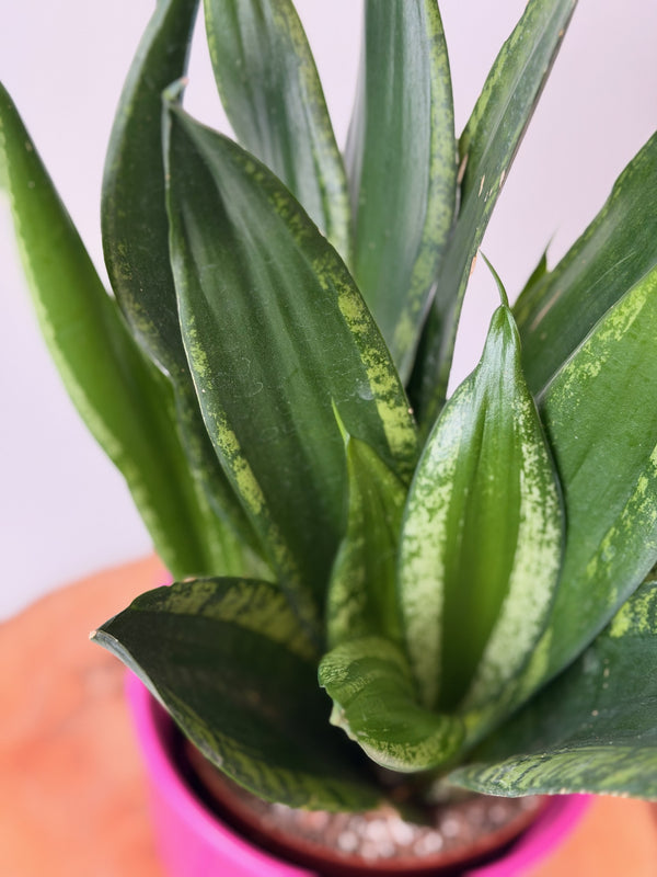 Sansevieria trifasciata ‘Silver Flame’