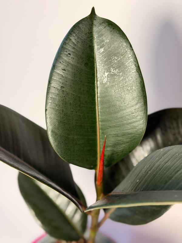 Ficus elastica ‘Robusta’ (fíkus)