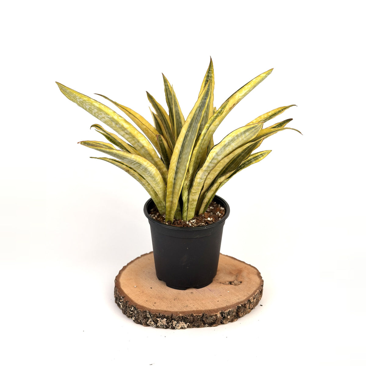 Sansevieria aubrytiana ‘Lauren’