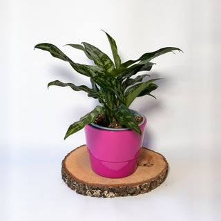 Aglaonema ‘Maria’