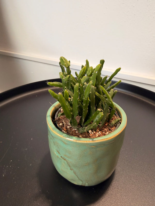 Rhipsalis ewaldiana