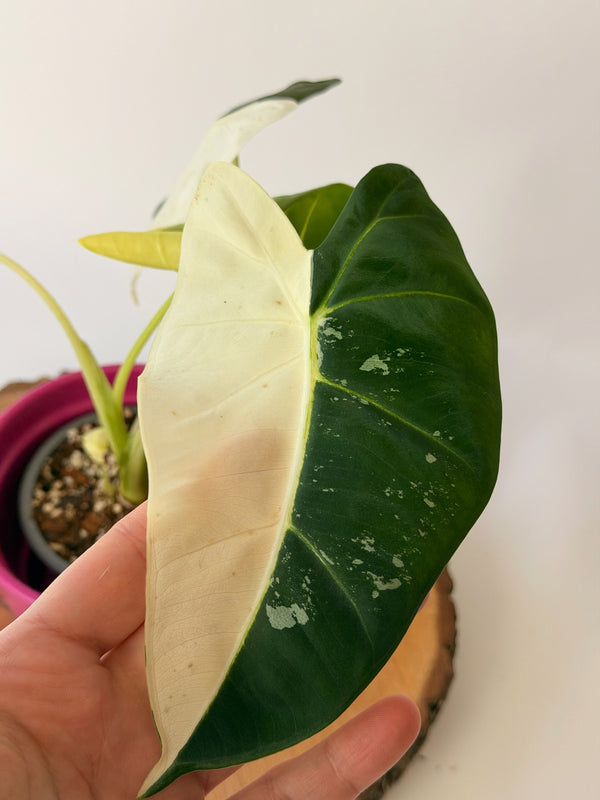 Alocasia micholitziana ‘Frydek’ Variegata