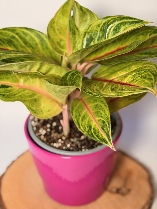 Aglaonema ‘Iguana Red’