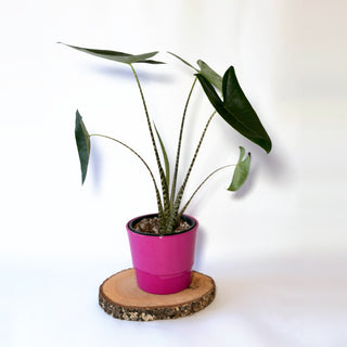 Alocasia zebrina