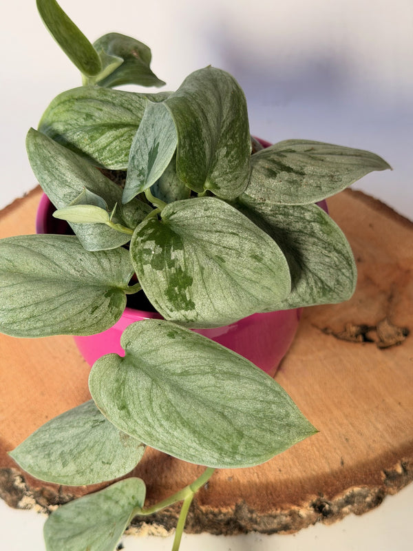 Scindapsus pictus ‘Silvery Ann’