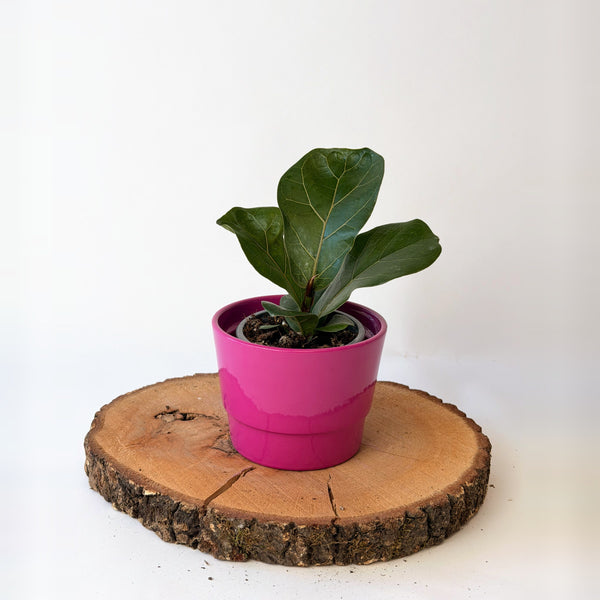 Ficus lyrata (fíkus lyrovitý)