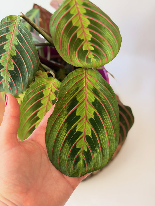 Maranta leuconeura ‘Fascinator Tricolor’ (maranta)