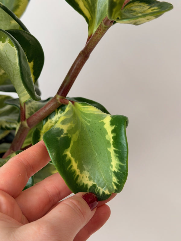 Peperomia obtusifolia ‘Variegata’ (pepřinec)