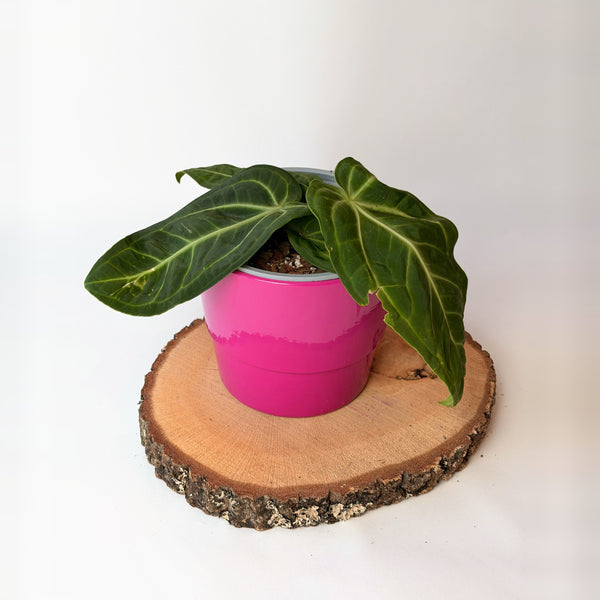 Anthurium villenaorum