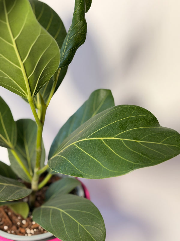 Ficus benghalensis ‘Audrey’ (fíkus)