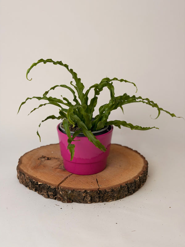 Asplenium (mix druhů)