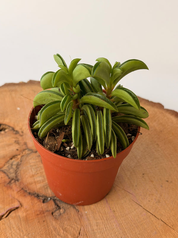 Peperomia ferreyrae ‘Happy Bean’