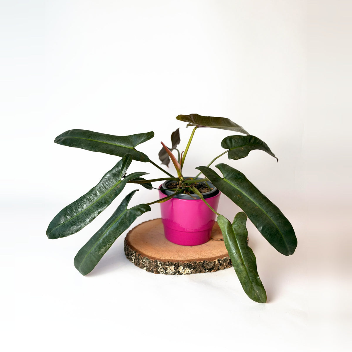 Philodendron atabapoense