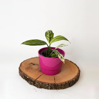 Spathiphyllum ‘Sensation’ (toulcovka)