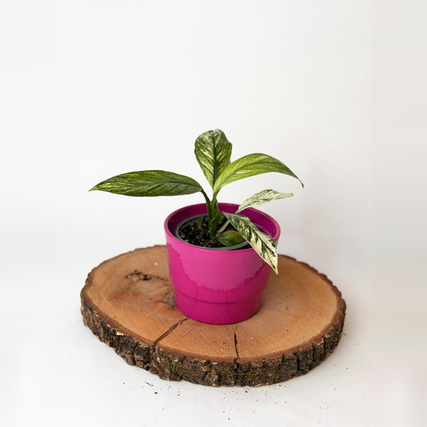 Spathiphyllum ‘Sensation’ (toulcovka)