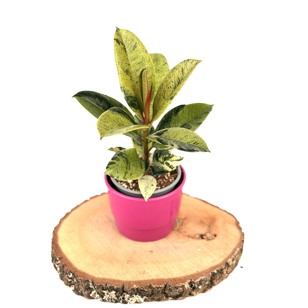 Ficus elastica ‘Shivereana’ (fíkus)