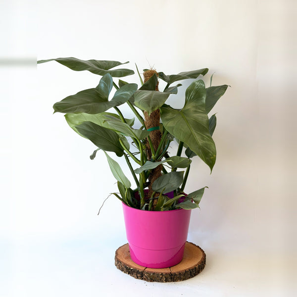 Philodendron hastatum ‘Silver Sword’