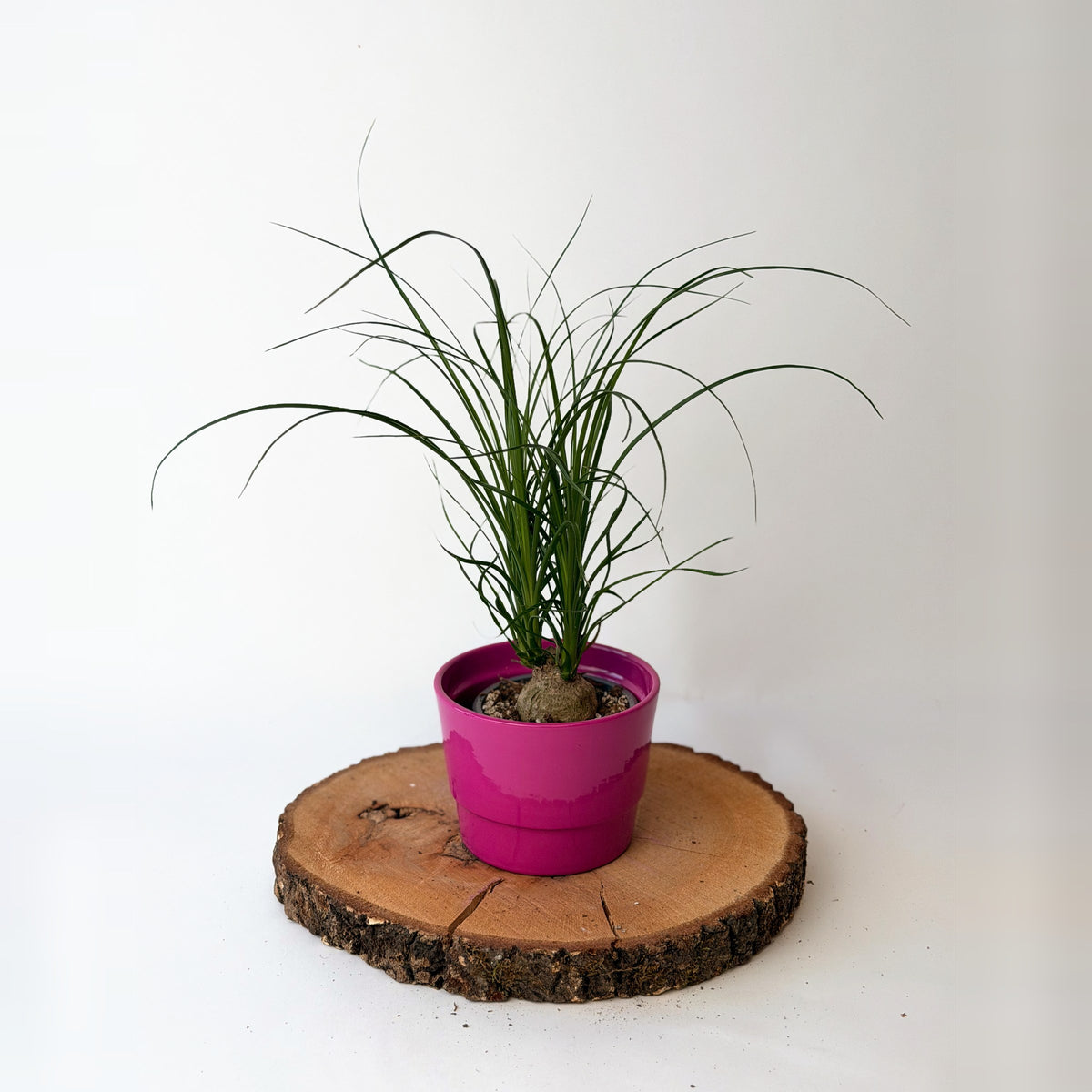 Beaucarnea recurvata (sloní noha)