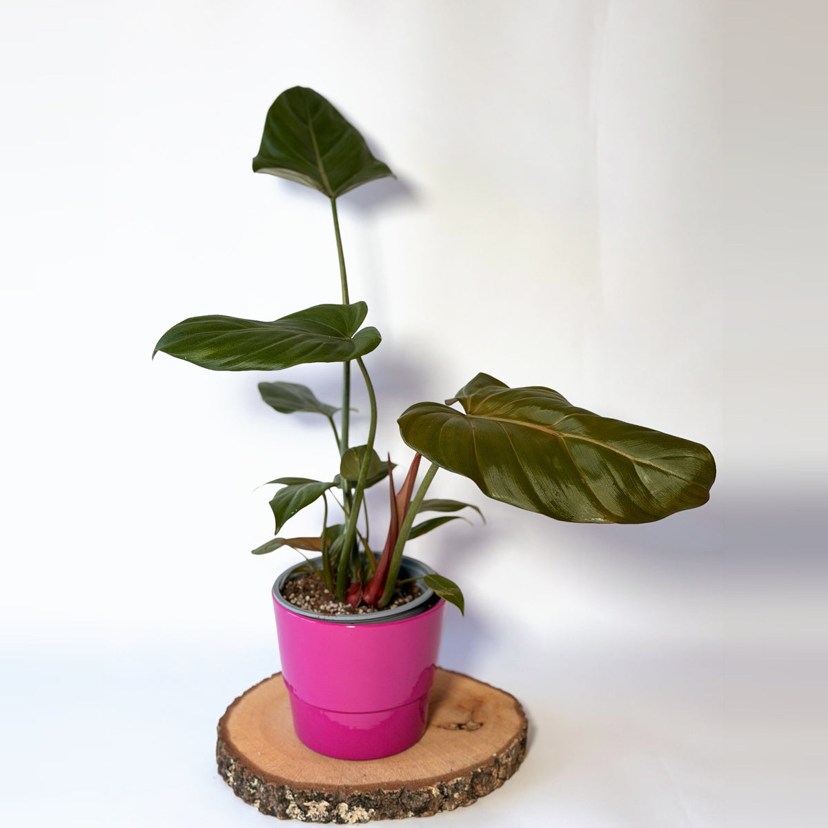 Philodendron ‘Summer Glory’