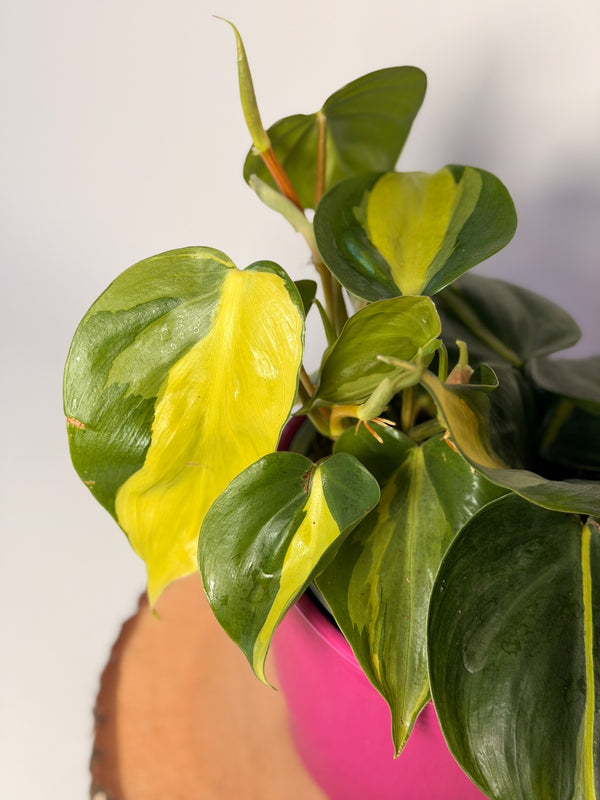 Philodendron hederaceum ‘Brasil’