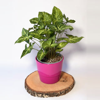 Syngonium podophyllum ‘Arrow’