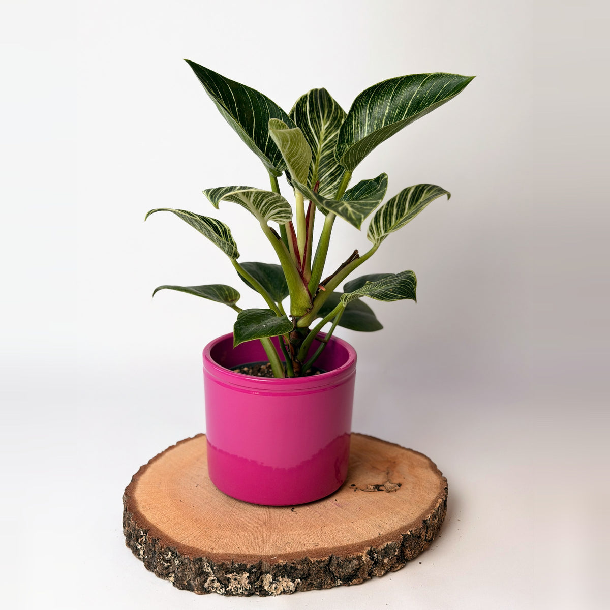Philodendron ‘Birkin’