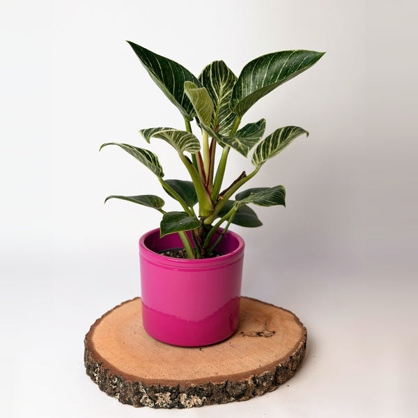 Philodendron ‘Birkin’