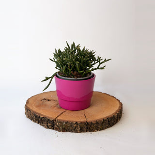 Rhipsalis burchellii