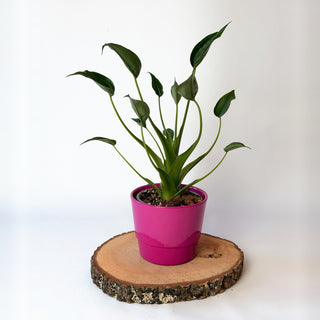 Alocasia ‘Tiny Dancer’