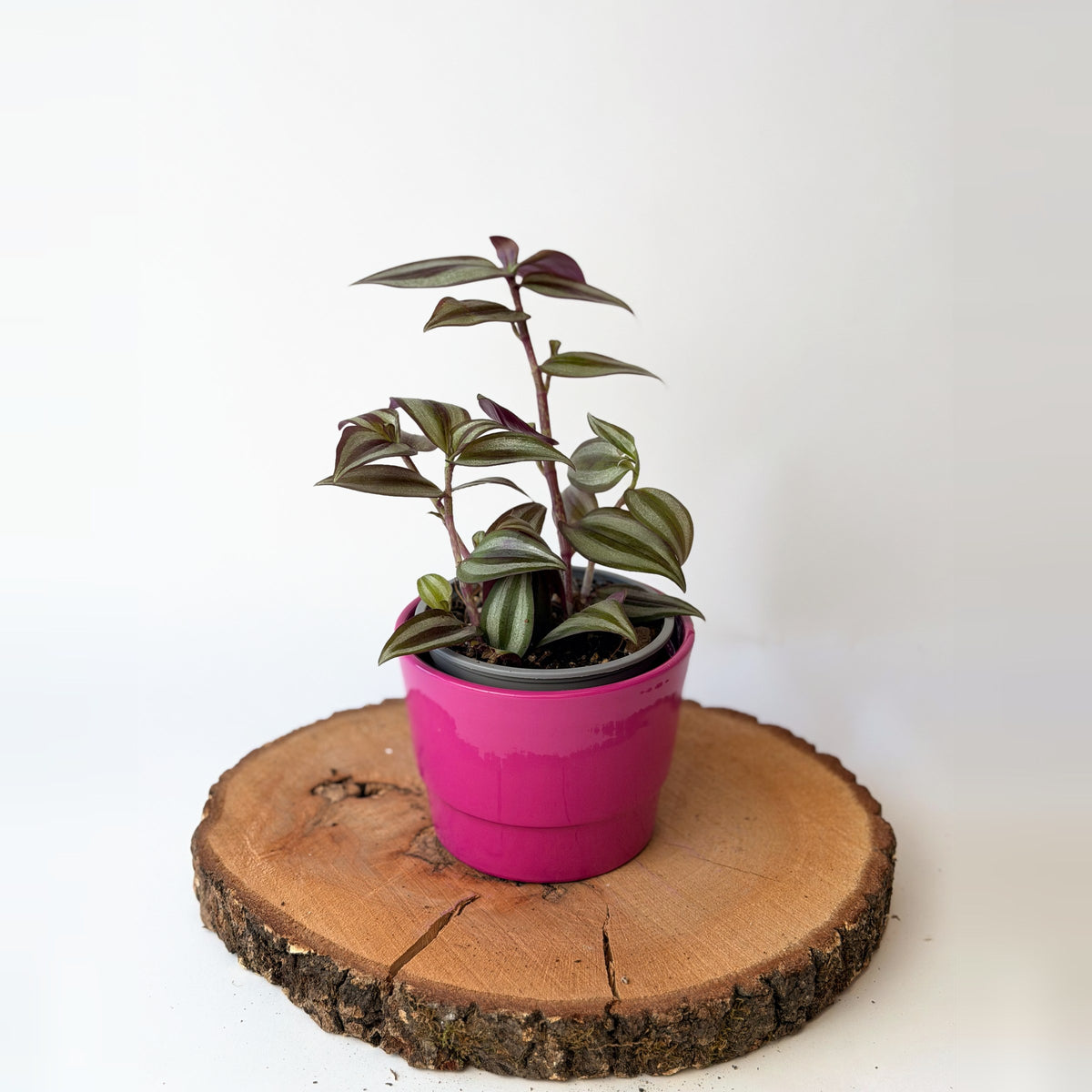 Tradescantia zebrina (podenka)