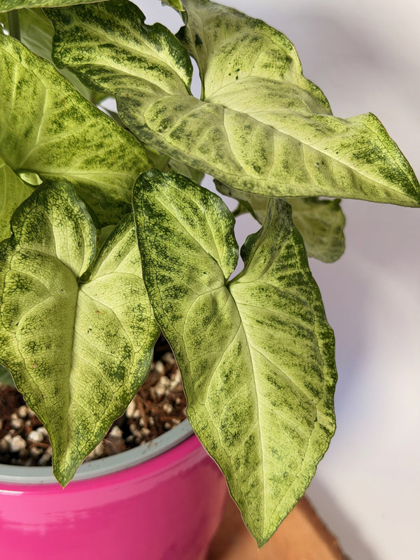 Syngonium podophyllum ‘White Butterfly’