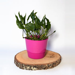 Epipremnum ‘Shangri-La’ (šplhavnice)