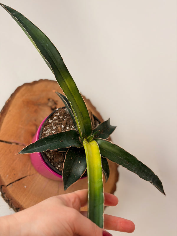 Sansevieria ‘Star Canary’
