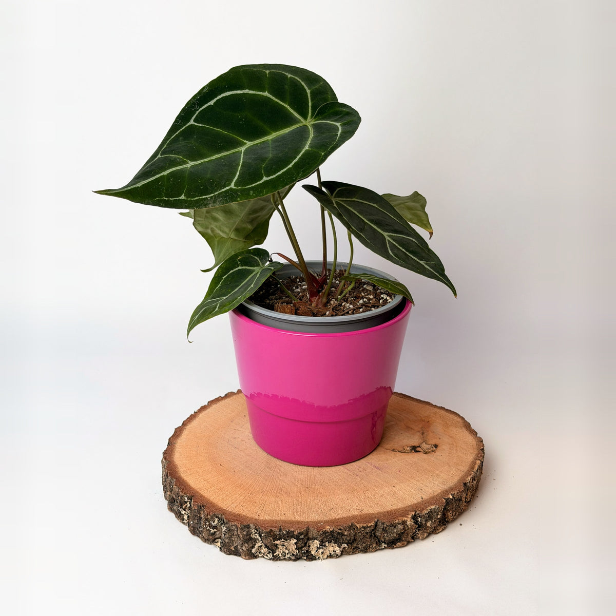 Anthurium crystallinum
