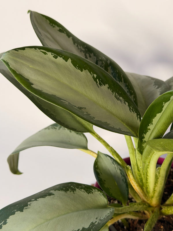 Aglaonema ‘Silver Blue’