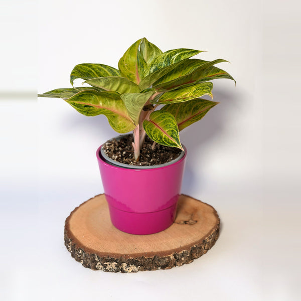Aglaonema ‘Iguana Red’