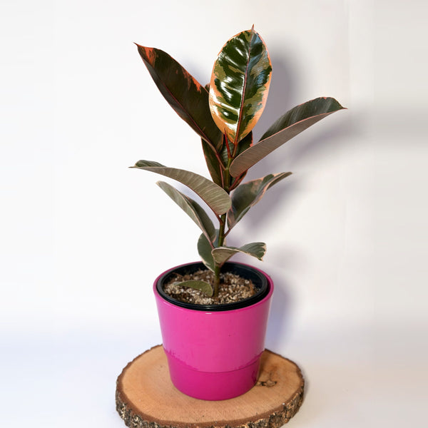 Ficus elastica ‘Belize’ (fíkus)