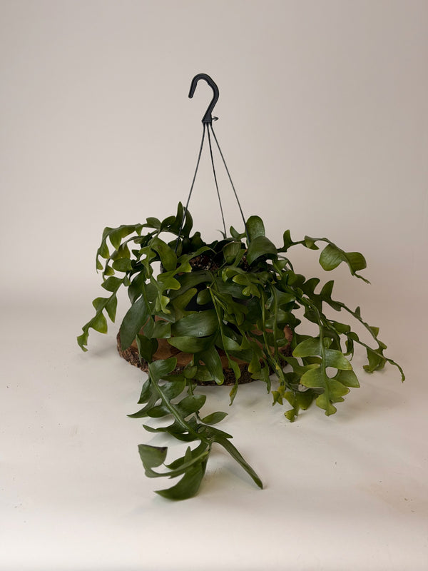Rhipsalis (mix druhů)