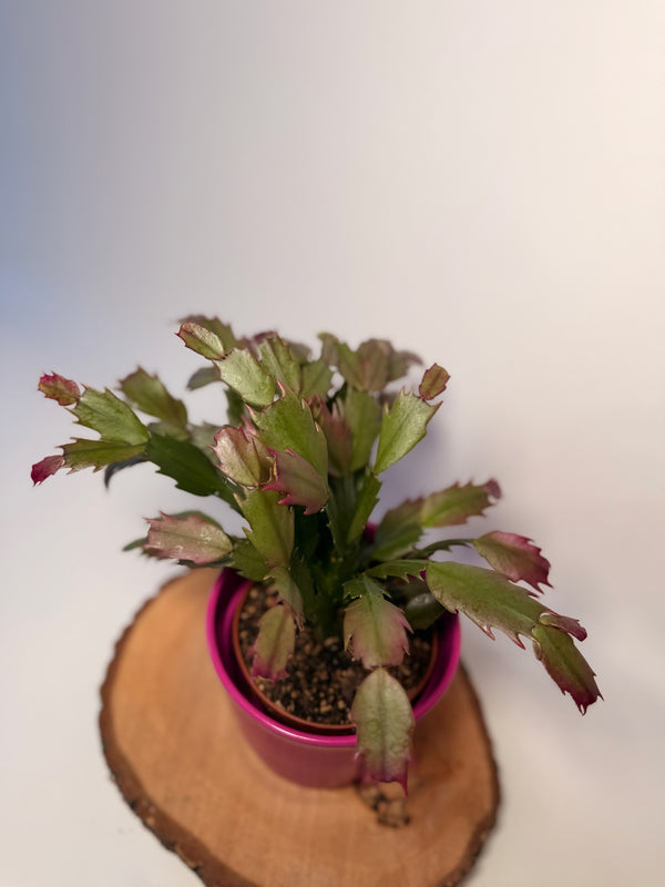 Schlumbergera, mix barev (vánoční kaktus)