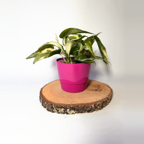 Philodendron hederaceum ‘Rio’