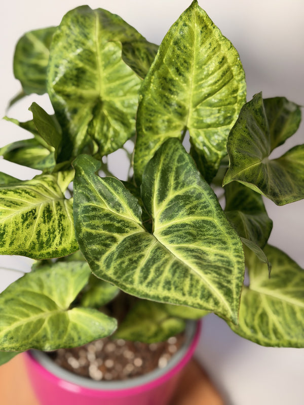 Syngonium podophyllum ‘Arrow’