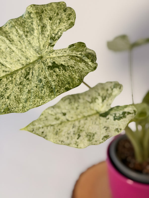 Alocasia macrorrhizos ‘Camouflage’ (variegata)