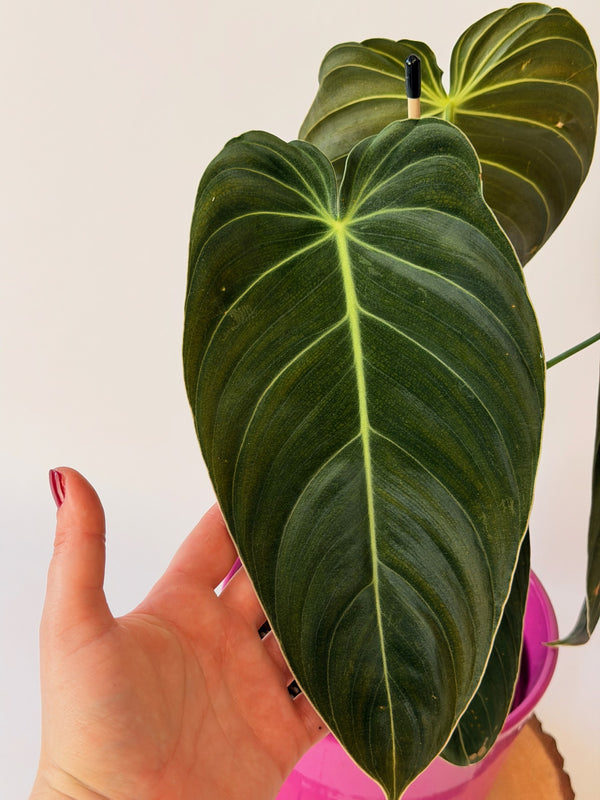 Philodendron melanochrysum
