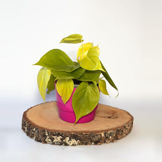 Philodendron ‘Neon’