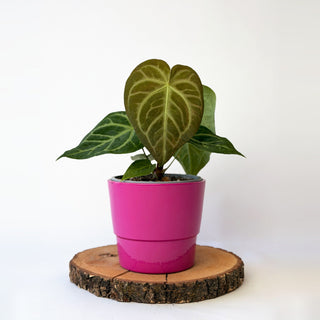 Anthurium magnificum