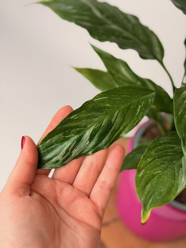 Spathiphyllum ‘Diamond’ (toulcovka)