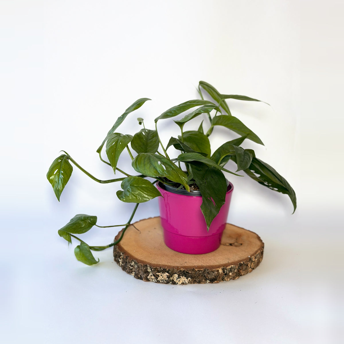 Epipremnum pinnatum ‘Cebu Blue’